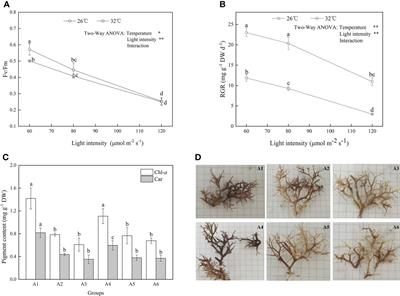 Impacts of ocean warming on a reef-building coralline alga Amphiroa cf. fragilissima under high irradiance